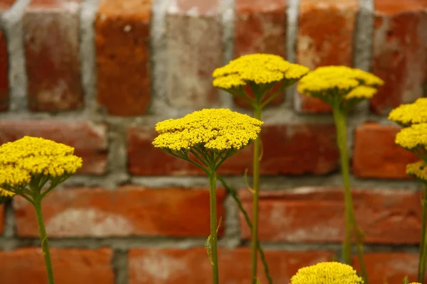 stock image Yarrow