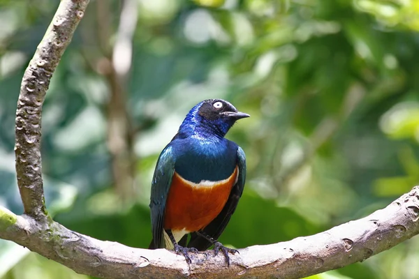 stock image Bird on the bough