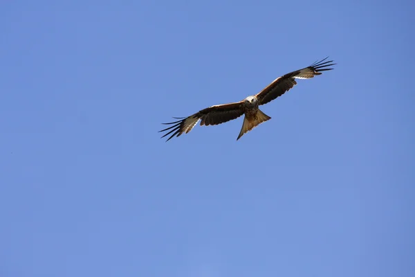 stock image Milan in flight