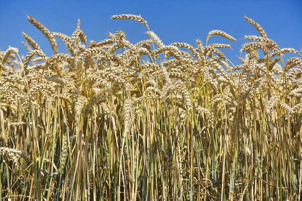 Wheat at blue sky — Stock Photo, Image