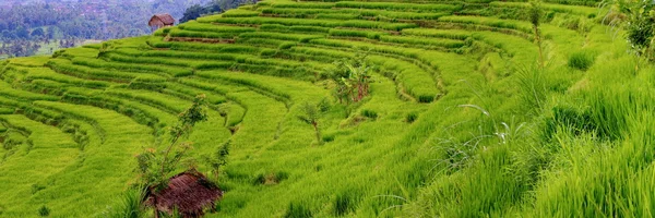Campos de arroz balinês — Fotografia de Stock