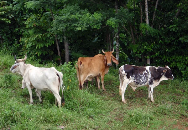 Free range mucche costaricane appendere fuori nei boschi erbosi — Foto Stock