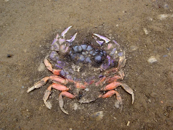 Roadkill Rainbow Colored Crab — стоковое фото