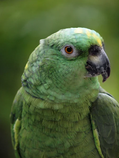 Közelkép a papagáj zöld, egy ferde fejjel — Stock Fotó