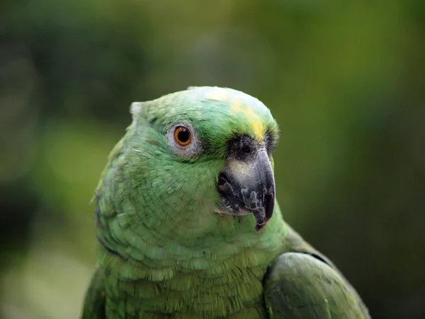 Nahaufnahme eines grünen Papageis — Stockfoto