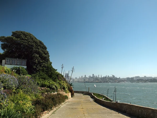 Gabbiani occidentali sul sentiero che scende verso la costa di Alcatraz — Foto Stock
