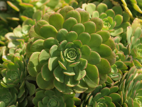 Spiralmuster einer Pflanze löst sich auf — Stockfoto