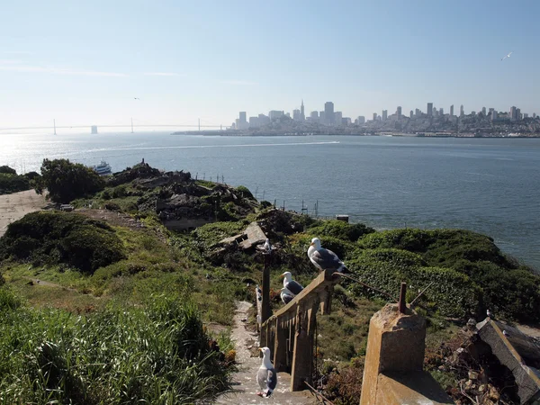 Western Gulls Hangout on broken stairs with San Francisco skylin — Stock Photo, Image