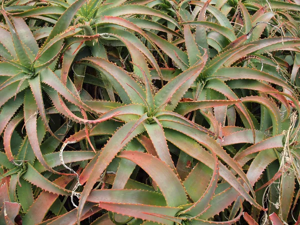 Aloe rostliny pěstované pevně pohromadě — Stock fotografie