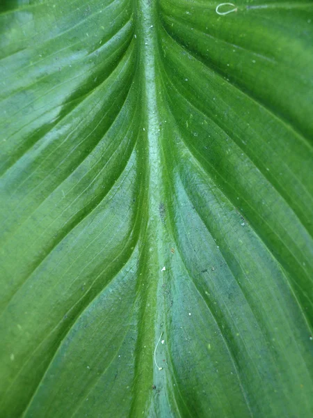 Macro van het oppervlak van een groen blad — Stockfoto