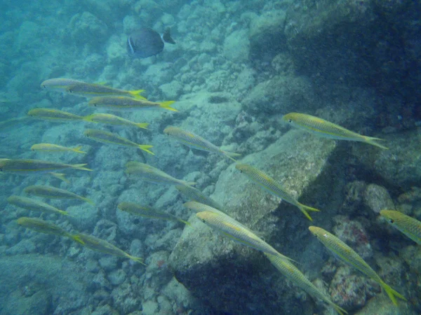 Szkoła żółty tailed ryby pływać przez — Zdjęcie stockowe