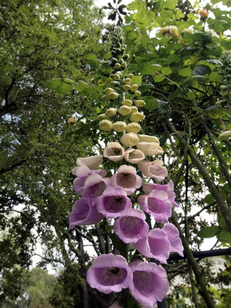 Fialové květiny kvetou až dlouhý stonek v zahradě — Stock fotografie
