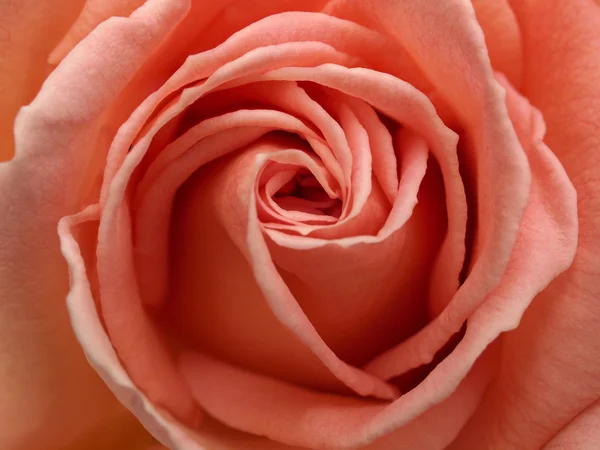 Light Pink Rose Close-up — Stock Photo, Image