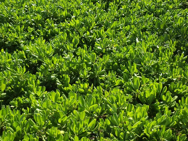 Gran arbusto de Naupaka Kahakai — Foto de Stock
