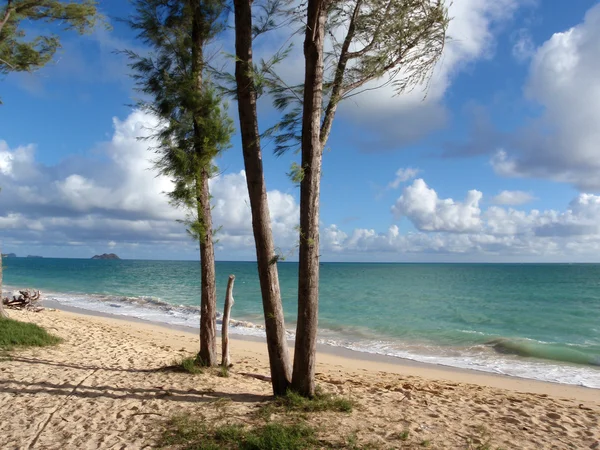 Árvore de madeira de ferro na praia em Waimanalo — Fotografia de Stock