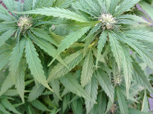 Kezdő orvosi marihuána növény — Stock Fotó