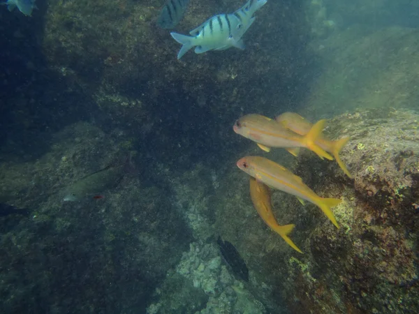 Odmiany tropikalne ryby pływać przez rafa — Zdjęcie stockowe