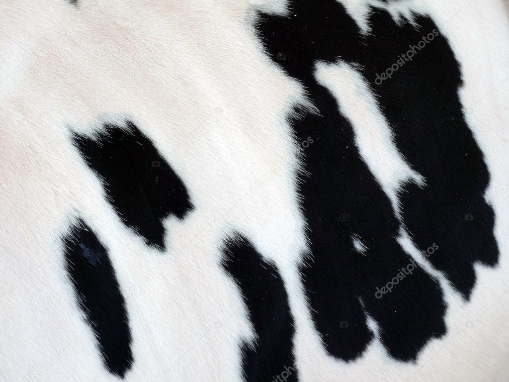 White and Black Cow skin fur pattern