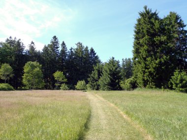 Mowed Path in a grass field with Large Pines around clipart