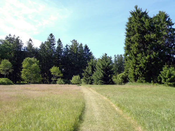 Sentiero falciato in un campo erboso con grandi pini intorno — Foto Stock