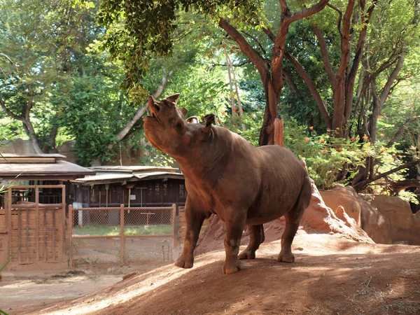 Rhino atinge a boca para pendurar ramo para comer algumas folhas — Fotografia de Stock