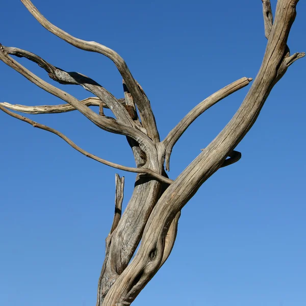 Ölü ağaçlar — Stok fotoğraf