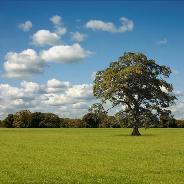 Stort träd — Stockfoto