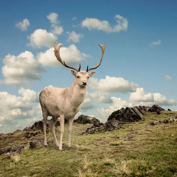 鹿鹿 — 图库照片