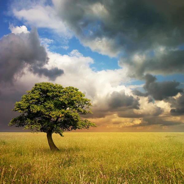 Árvore solitária — Fotografia de Stock
