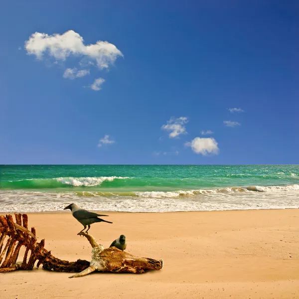 Praia com Carcaça — Fotografia de Stock