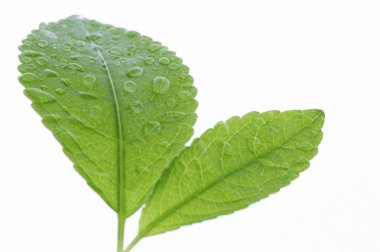 Two leaves with waterdrops clipart