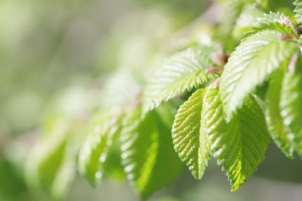 Spring beech tree leaves — Stock Photo, Image