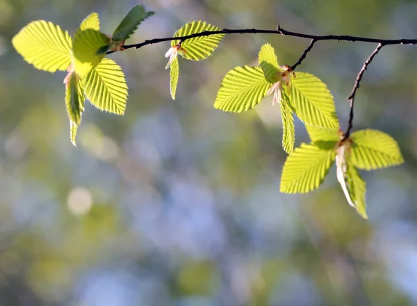 Spring beech tree leaves — Stock Photo, Image