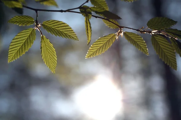 春のブナの木を葉します。 — ストック写真