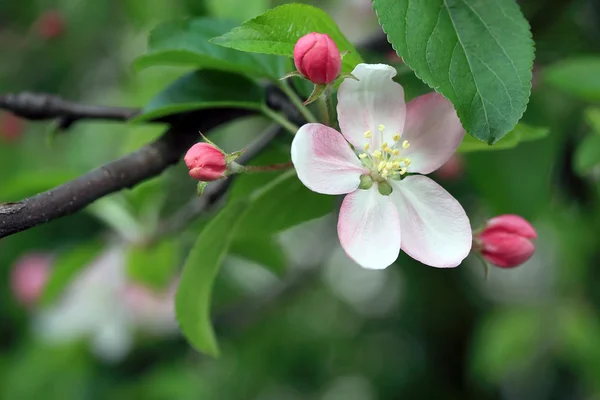 Kwiat jabłoni — Zdjęcie stockowe