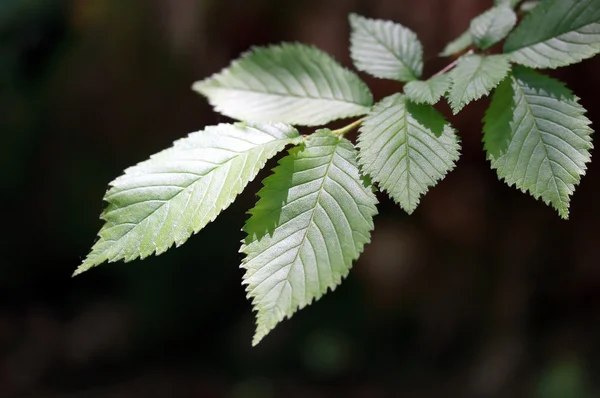 Beech tree leaves — Stock Photo, Image