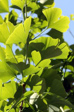 Ginkgo biloba