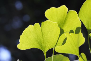 Ginkgo biloba