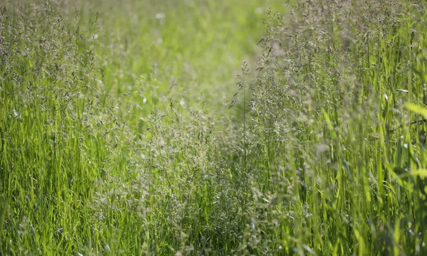 잔디와 화분 — 스톡 사진