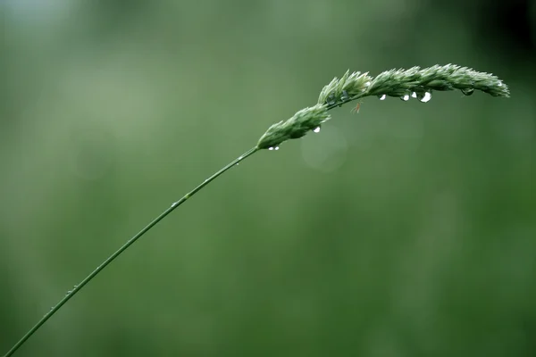 잔디와 빗방울 — 스톡 사진