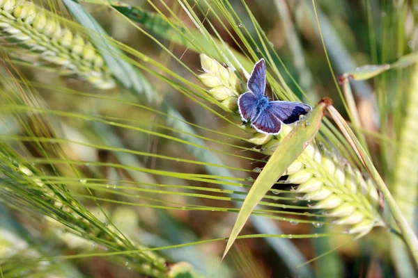 Kulak ve kelebek — Stok fotoğraf