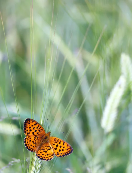 Ear and butterfly — Stock Photo, Image