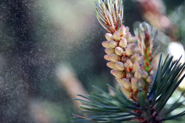 Pine tree pollen clipart