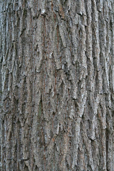 Ліс texturew — стокове фото