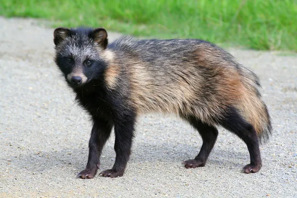 Raccoon Dog — Stock Photo, Image