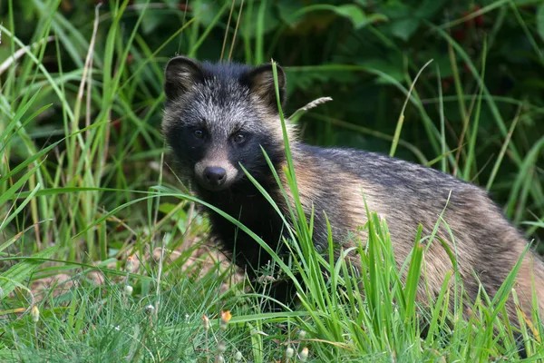Raccoon Dog Royalty Free Stock Images