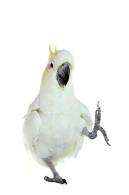 Sulphur-crested Cockatoo clipart