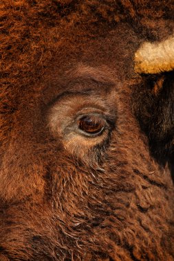 American bison clipart