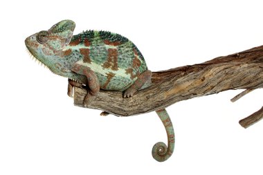 Chameleon on white background clipart