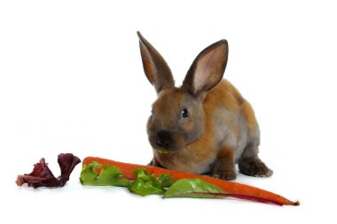 Beyaz arka planda şirin bir tavşan